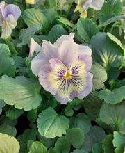 Ets Degauchy image 7