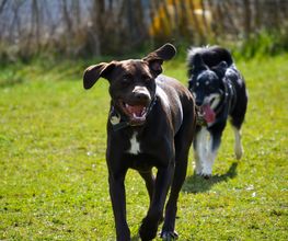 H.O.N.A.S - Mobile Hundeschule Bild 6