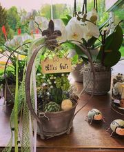 Blumengärtnerei G. Gerber AG Bild 10