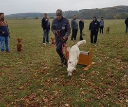 Hundeschule HundZunft Bild 4