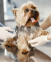 PAW CENTER Veterinary Hospital/Urgent Care image 12