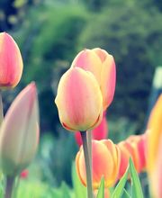 Verde Gartenbau Meisterbetrieb Bild 8