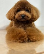 The Black Poodle Groom & Care S.L. imagen 11