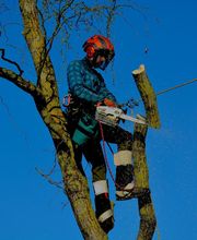 Entre mille branches image 4