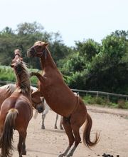 Ranch Villata image 6