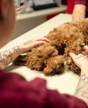 Tierarzt Heidelberg, Tierärztliches Zentrum an der Feuerwache Bild 10