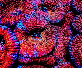 Aqua-Matrix Corals GmbH Bild 3