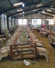 AGNEAUX DU VOLVESTRE image 2