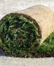 Gazonnières d'Alsace image 1