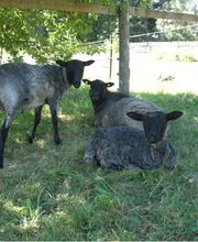 Buchheims Hof Pension Vogtland Bild 5