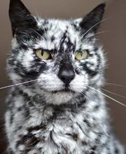 Rockhill Pet Clinic image 6