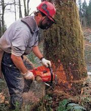 Tree Services Company image 6