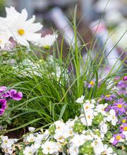 Blumen Brügger Bild 3