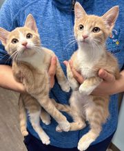 Anchor Animal Hospital image 4