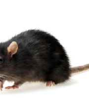 W.A. Stone Pest Control Inc. image 15