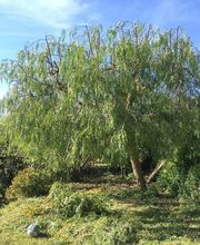 Danielou Elagage image 8