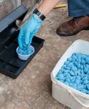 Schädlingsbekämpfung Mittelbaden Bild 1