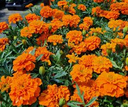 LE JARDIN EN FLEURS image 5