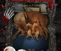 La Licorne Noire image 3
