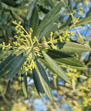 7000 Olivas imagen 5