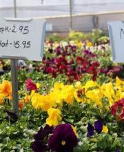 Breshear's Nursery & Greenhouse image 6