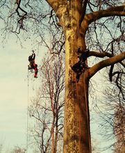 L'Arbre Remarquable image 4