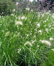 Gander Gartenbau Bild 11