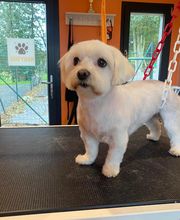 Nany'Dog Toilettage image 15