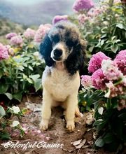 Colorful Canines image 9