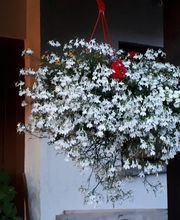 Ferienwohnung Schlossblick Bad Breisig Bild 2