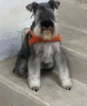 Armelle Toiletteuse Chiens Et Chats image 19