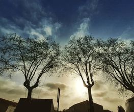 L'Arbre Remarquable image 11