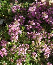 Staudengärtnerei David Müller Bild 70