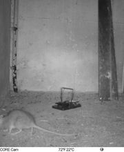 Dérat Guêpe 26 image 17