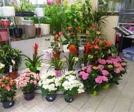 A la Fleur de Nice image 12
