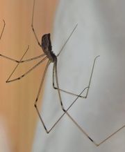 OPC Pest Services - Thornton image 12