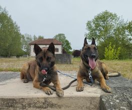 Antho Educanine image 20