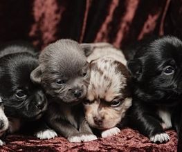 Chihuahuas vom Sonnenwald Bild 2