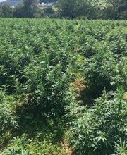 Canbas Hanfshop Bild 7