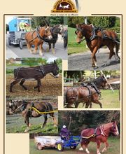 Sellerie Du Meneur image 2