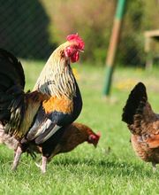 GAMM VERT LANGOGNE image 5