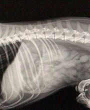 Clínica Veterinaria Okapi imagen 11