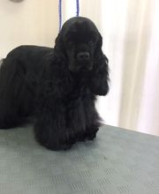 Esprit Canin image 4