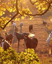 les Chevaux du Verdon image 1