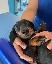 Riviera Vet image 6