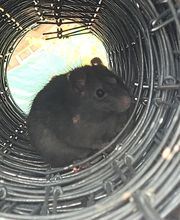 Farago Allier image 1