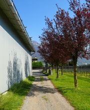 CANTINA IL CAVALIERE SA Bild 4