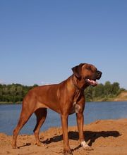 Rhodesian Ridgeback Züchter Bild 3