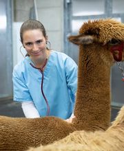 Tierklinik Leimental Bild 12