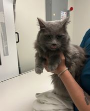 Cainhoy Veterinary Hospital image 1